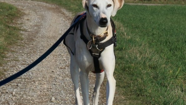 Die schöne Susi ist tot 